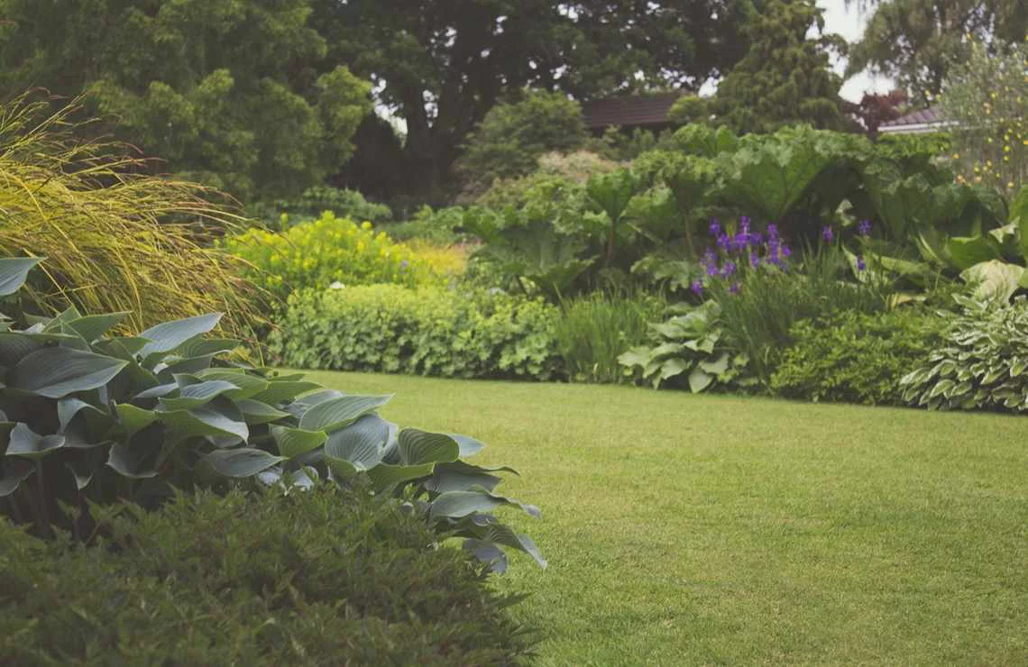 Summer Lawn Care