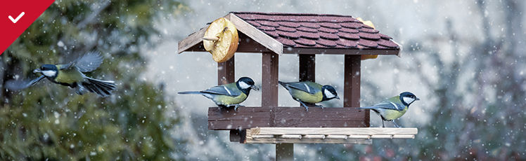 Several Great Tits with black heads and yellow bodies perch on and fly around a wooden bird feeder with a shingled roof and apple slices attached to the sides during a light snowfall.
