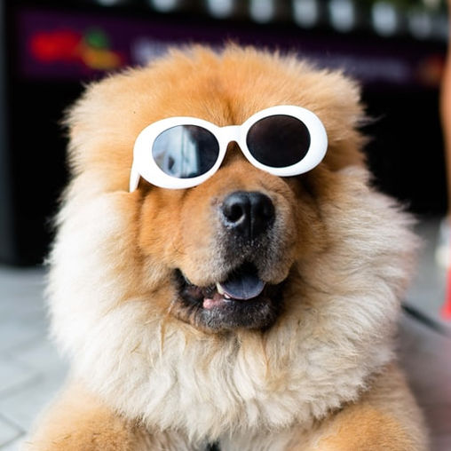 Dog with Sunglasses