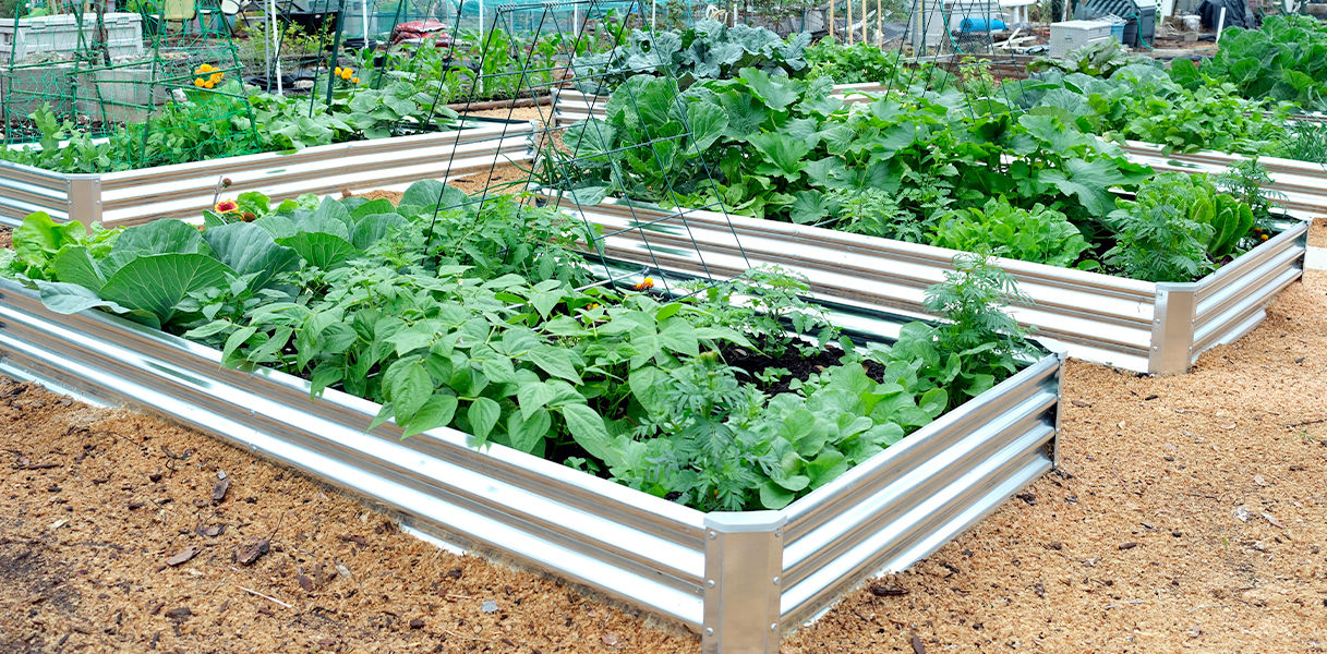 Galvanized garden beds