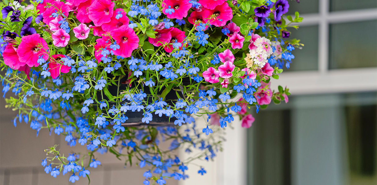 hanging flower baskets 
