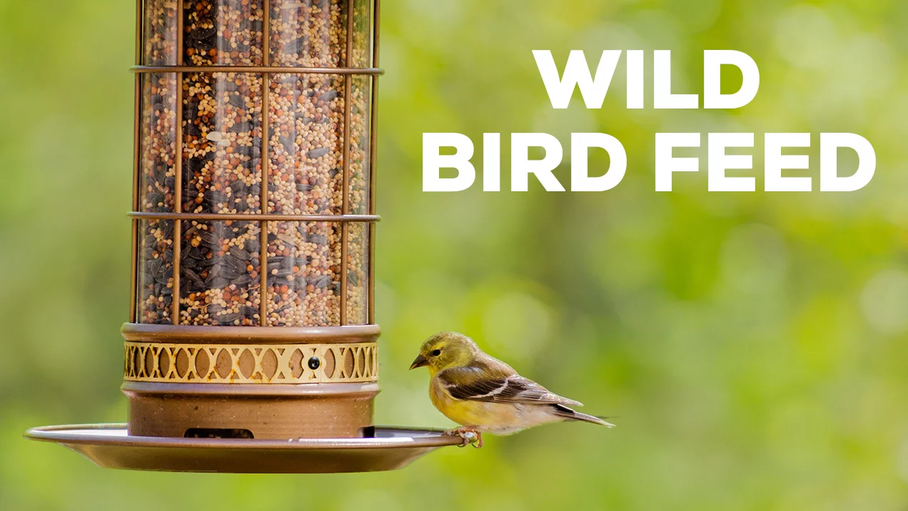 Image on the right, A bird sitting on a bird feeder - Text on the left "Wild Bird Feed"