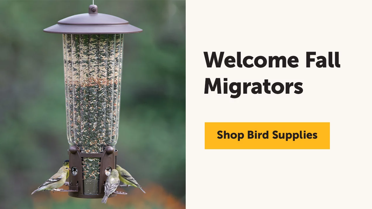 Welcome Fall Migrators - Shop Bird Supplies