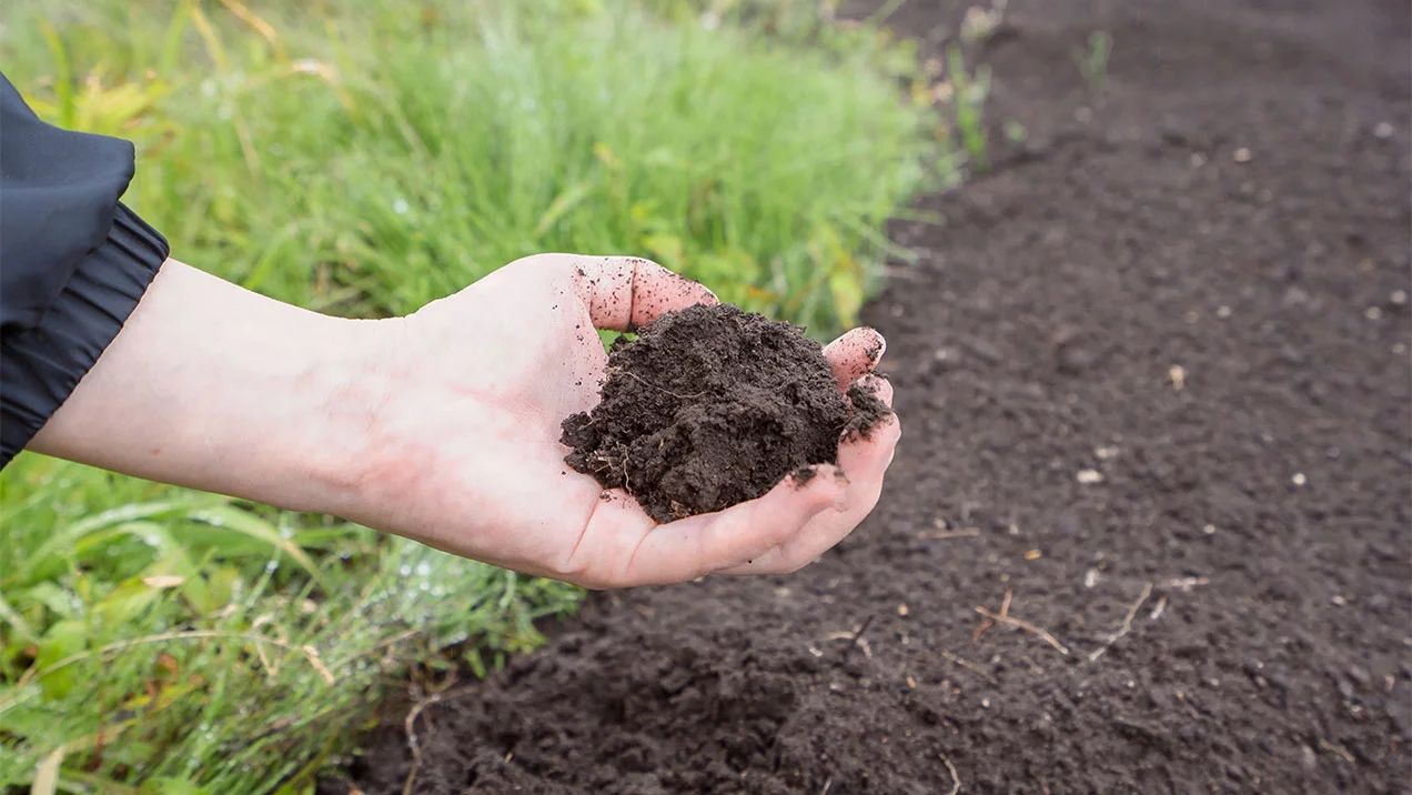 Hand holding soil 