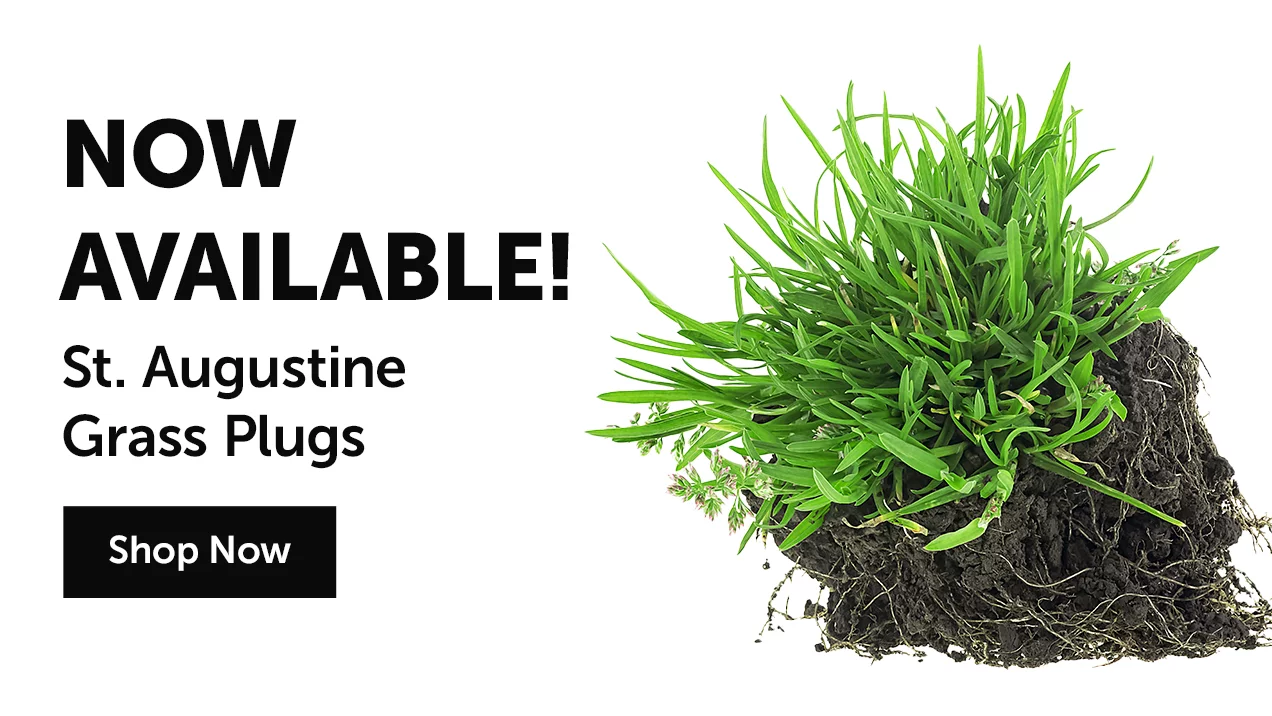 St. Augustine Grass Plugs
