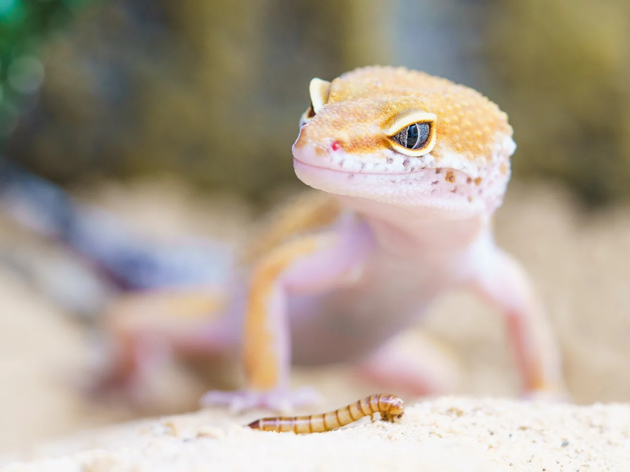 Yellow Gecko in Sand