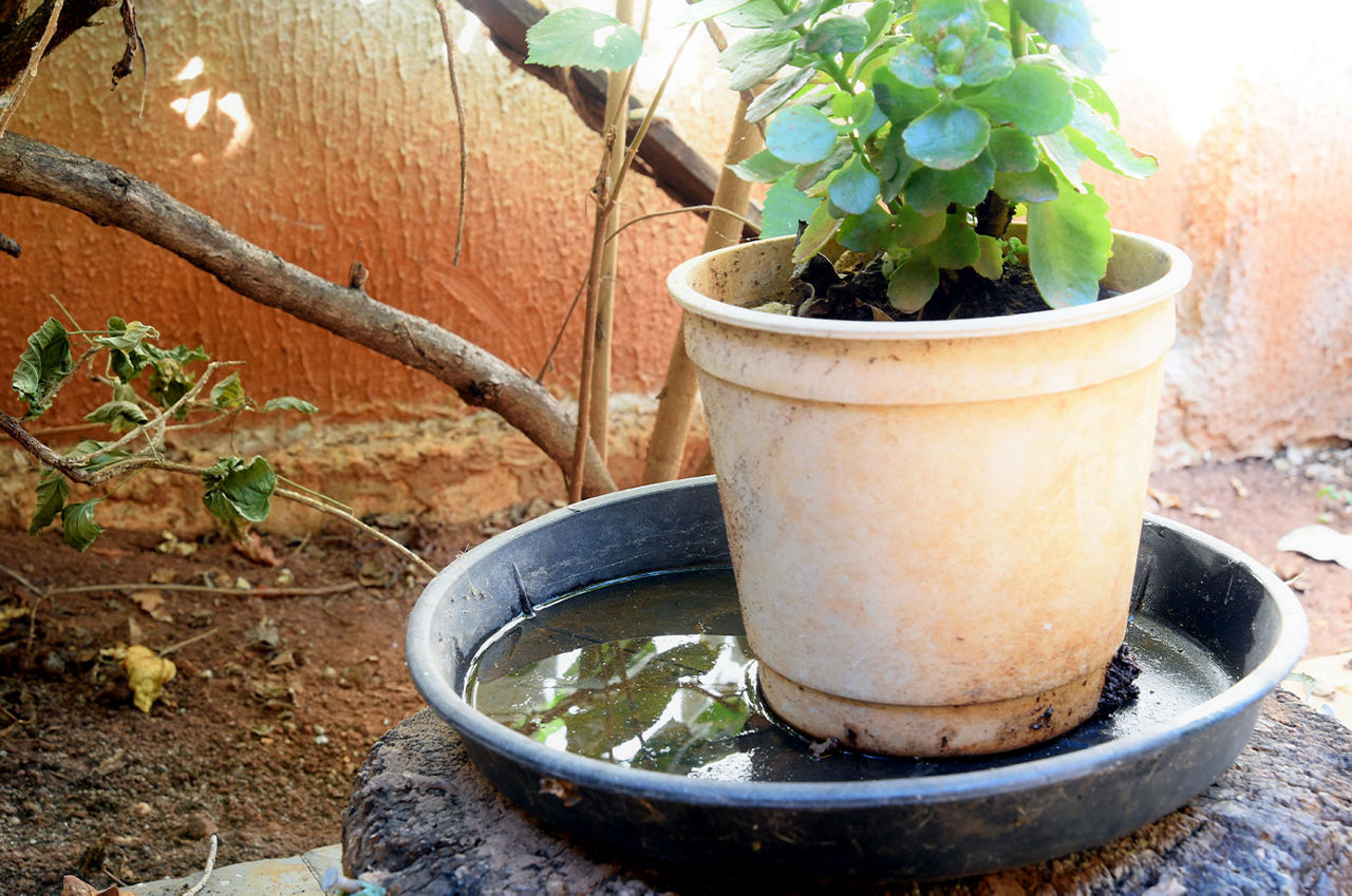 Planter sitting in stagnent water 