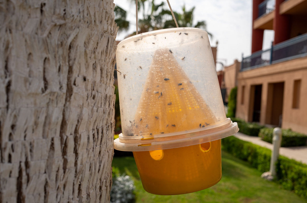 A bug trap hanging from a tree