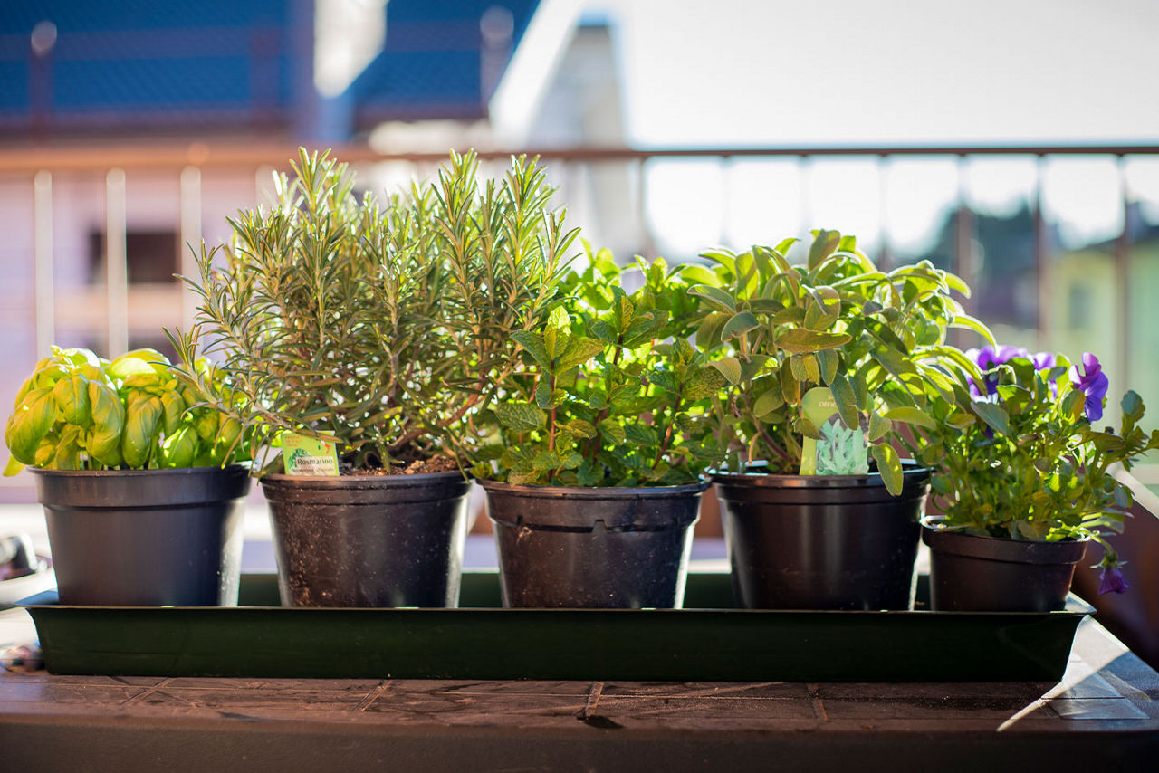 Various herbs in planters