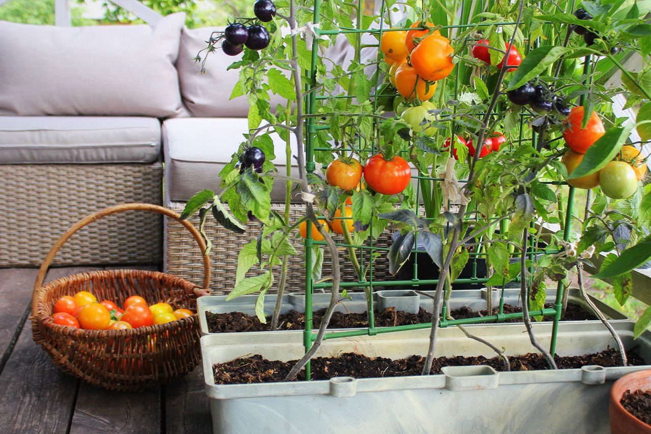 Tomato plants 