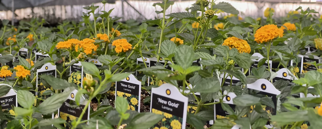 Close-up of flowers at Nabors Garden Center