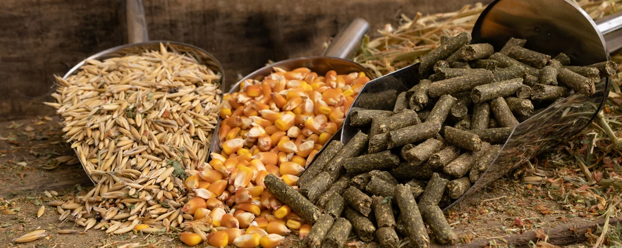 animal feed