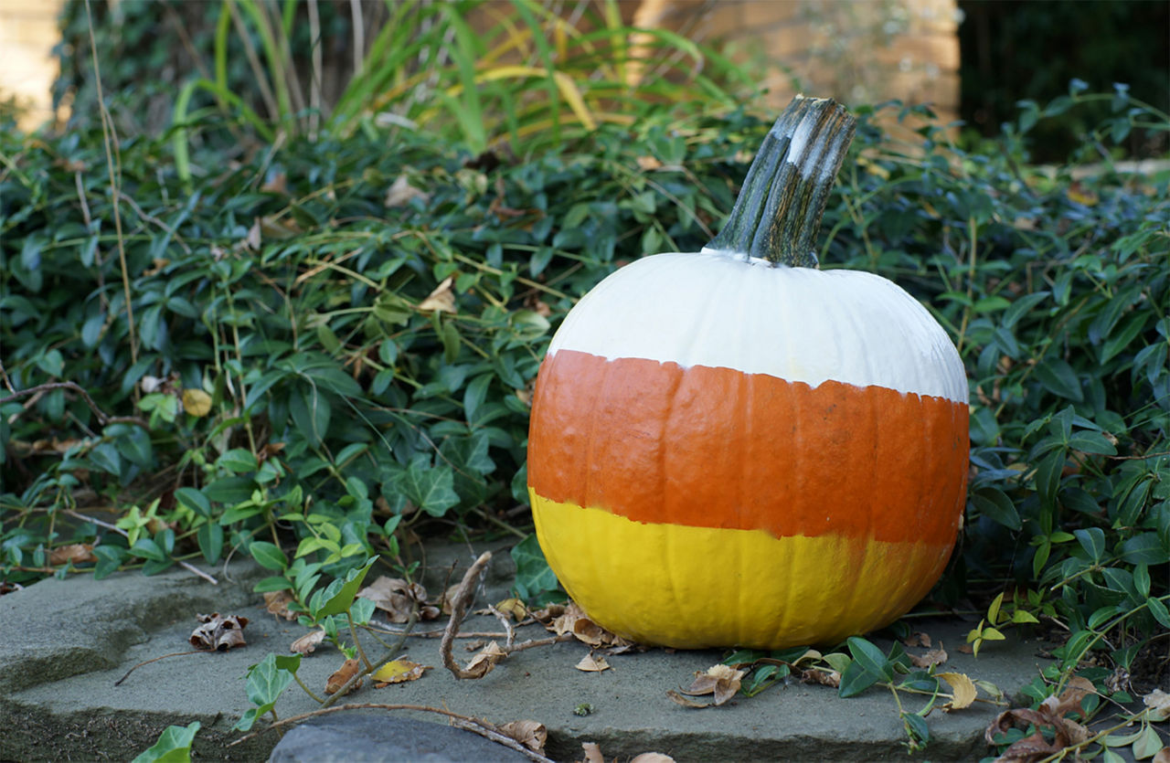 Pumpkin painted to look like candy corn