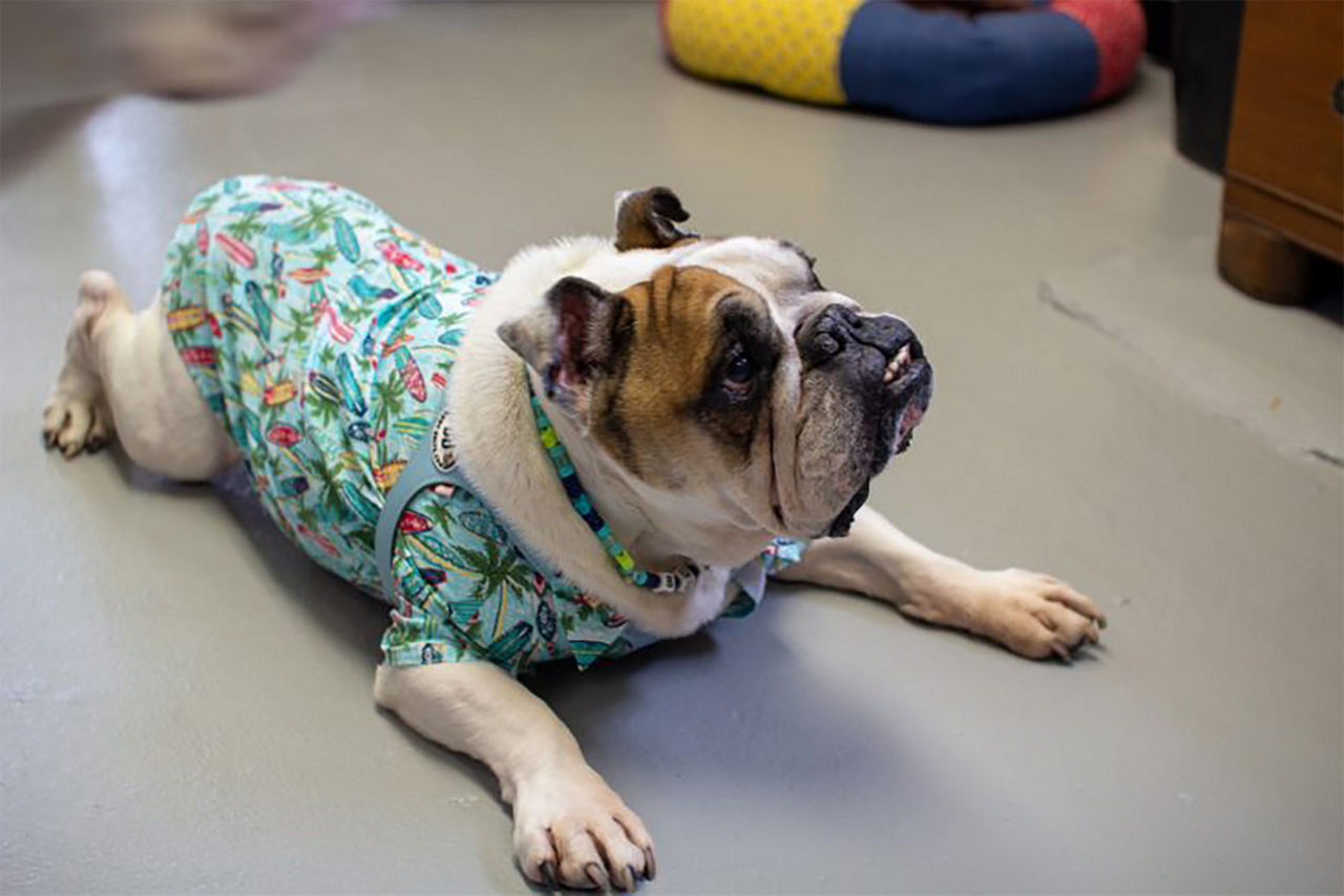 Bulldog on its belly in an Hawaiian shirt