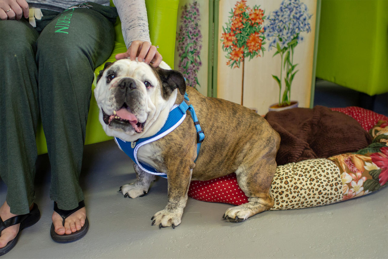 Bulldog cheesing for the camera