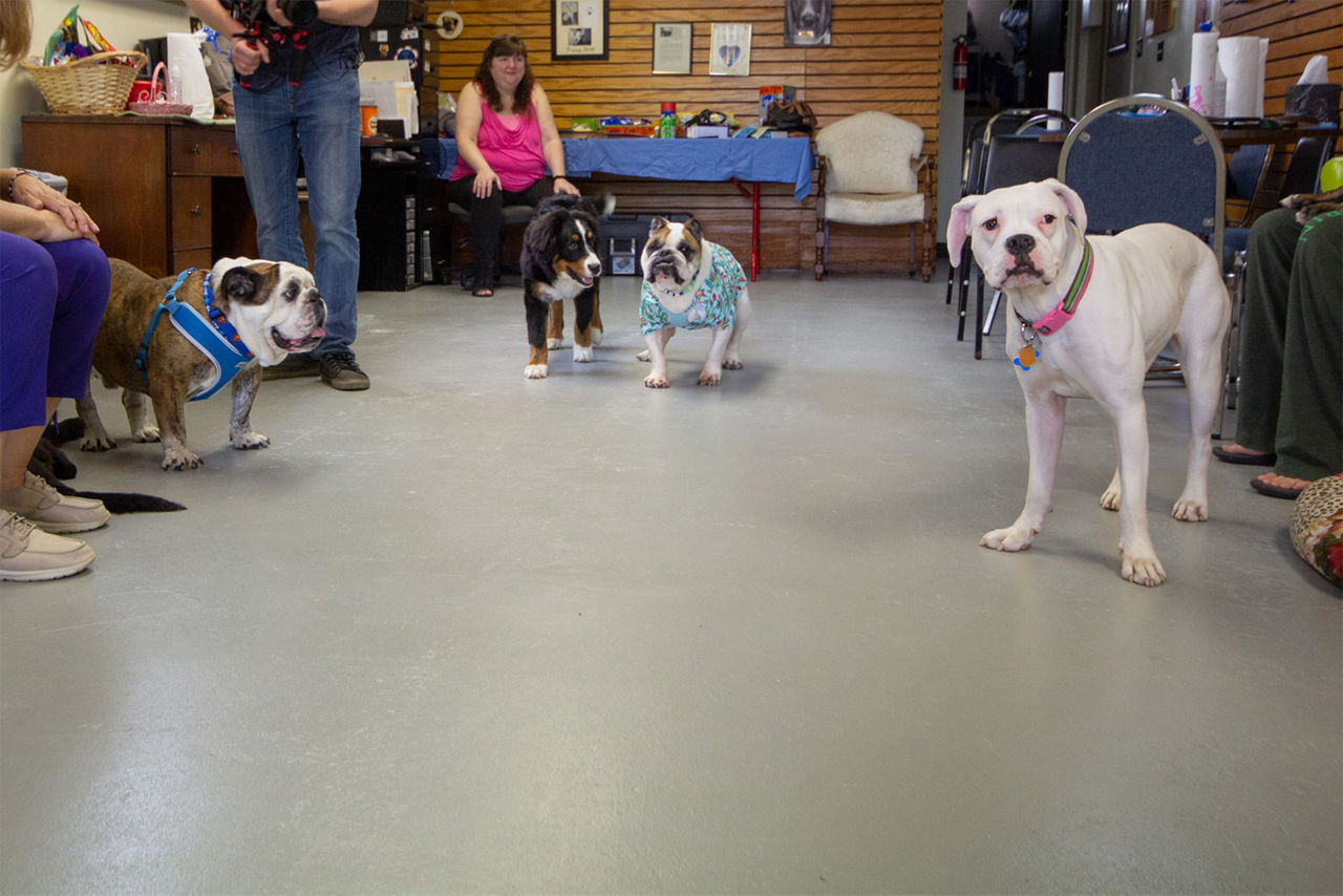 Dogs and owners on the new floor