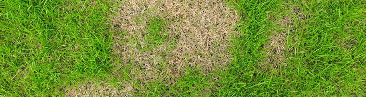 A top view of patchy green grass