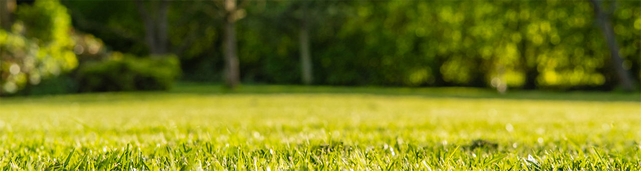 A close-up of yard's green grass with the background gradually becoming blurred