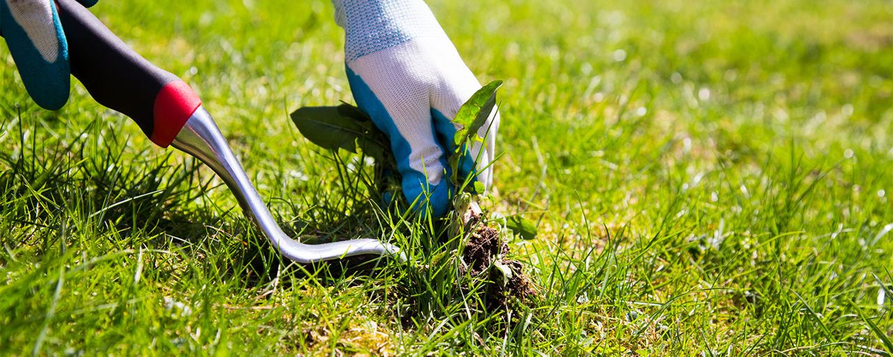 Gloved hand manually pulling a weed using a weed tool