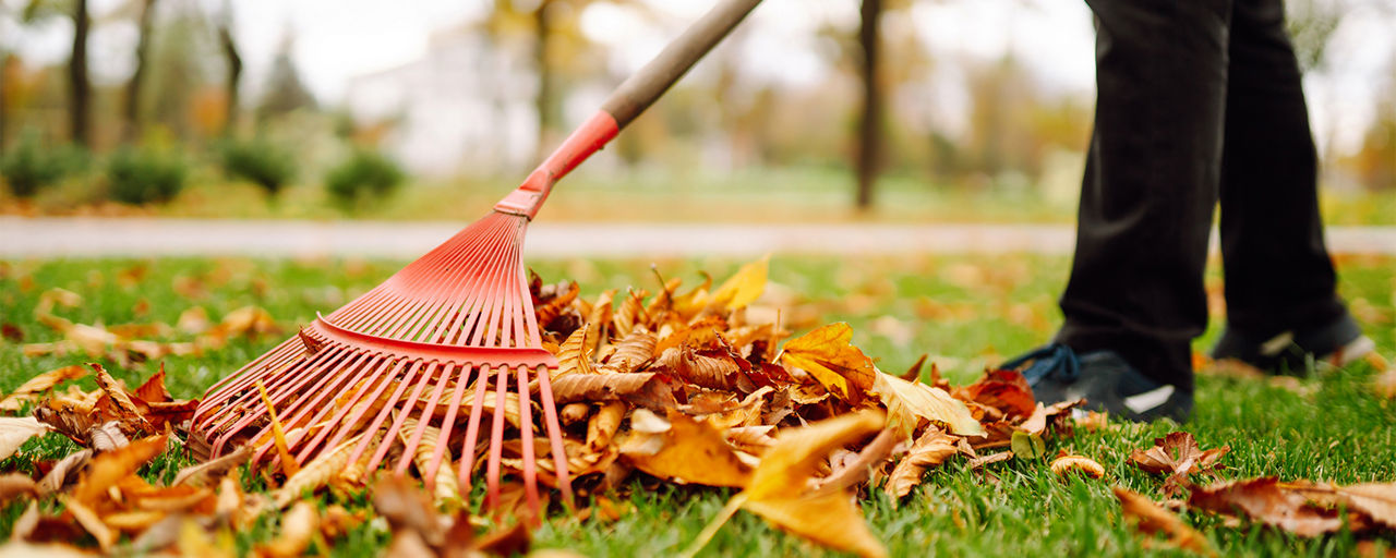 Close-up of a rake picking up fallen leaves in autumn. Man with a fan rake clears the yellow leaves from the park. Concept of volunteering, cleaning, ecology.