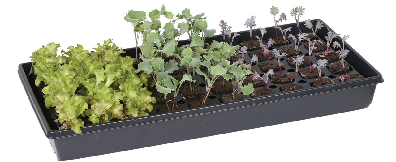 Seed starting kit