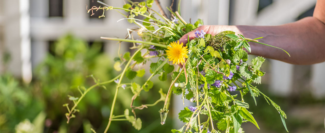 Weed Control in the garden