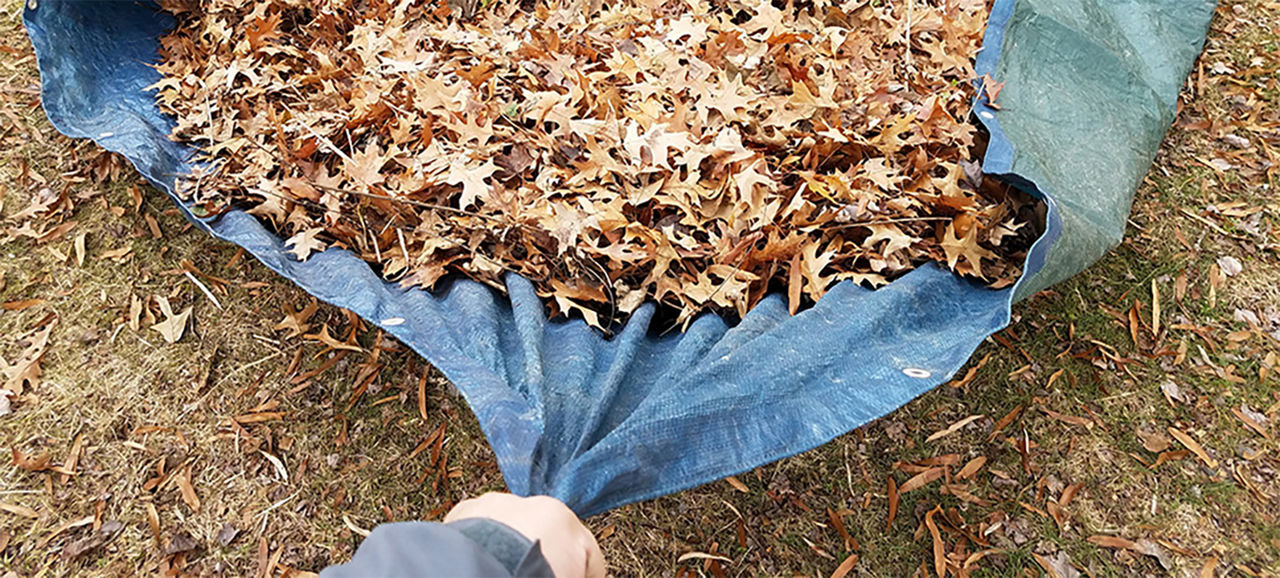 Hand pulling tarp with leaves on it