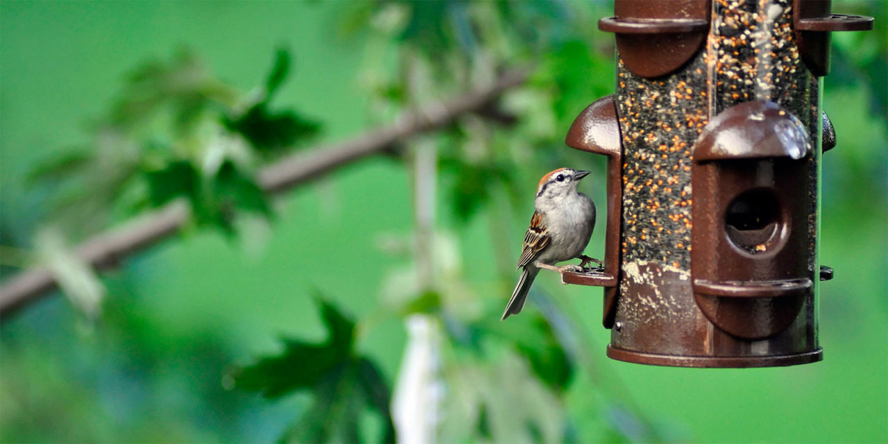 Bird eating from a bird feeder in spring