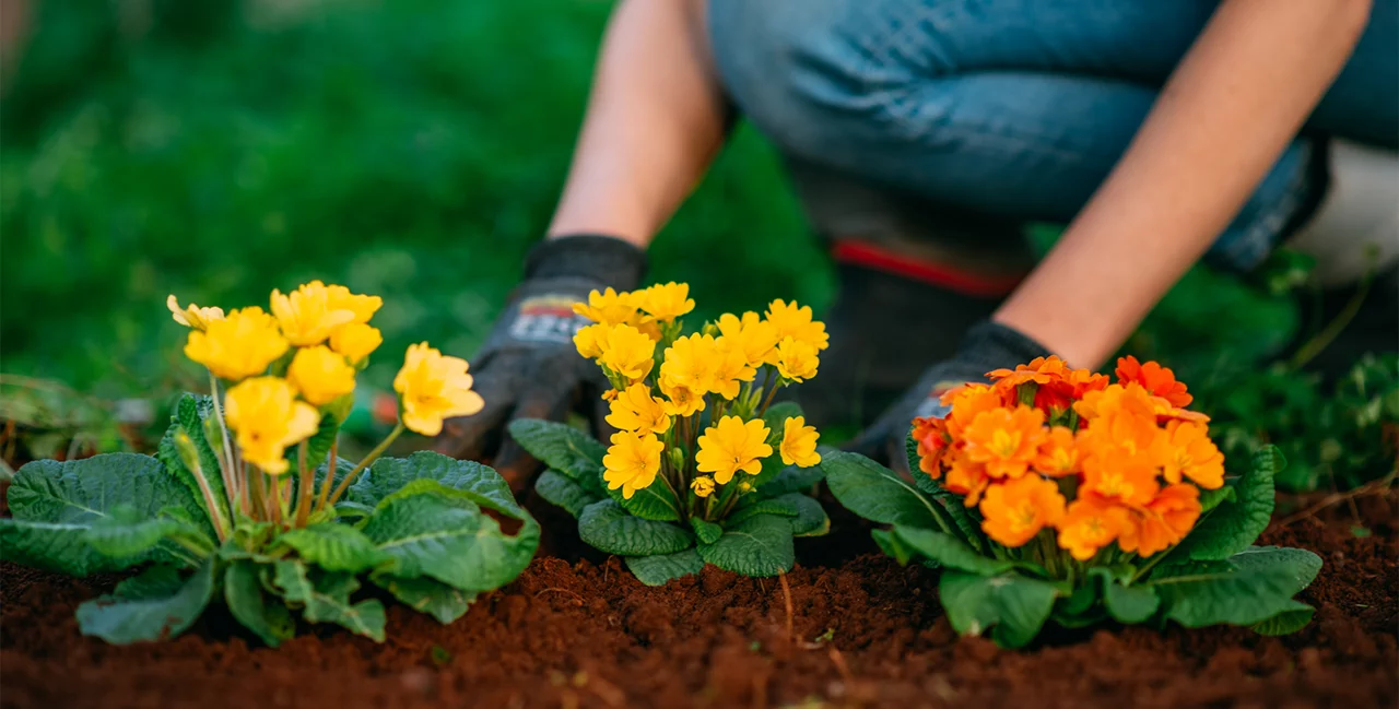 person gardening