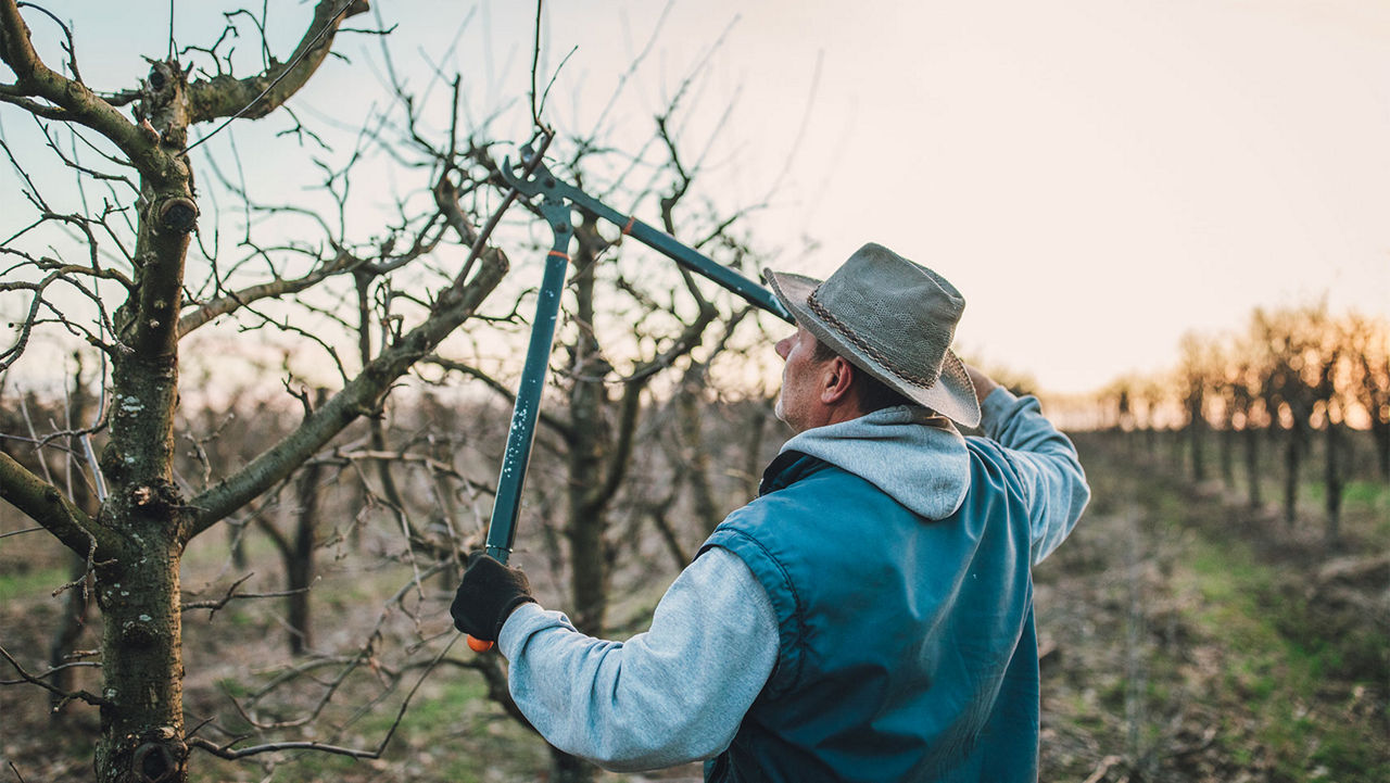 One man, senior man pruning fruit trees in his orchard in winter