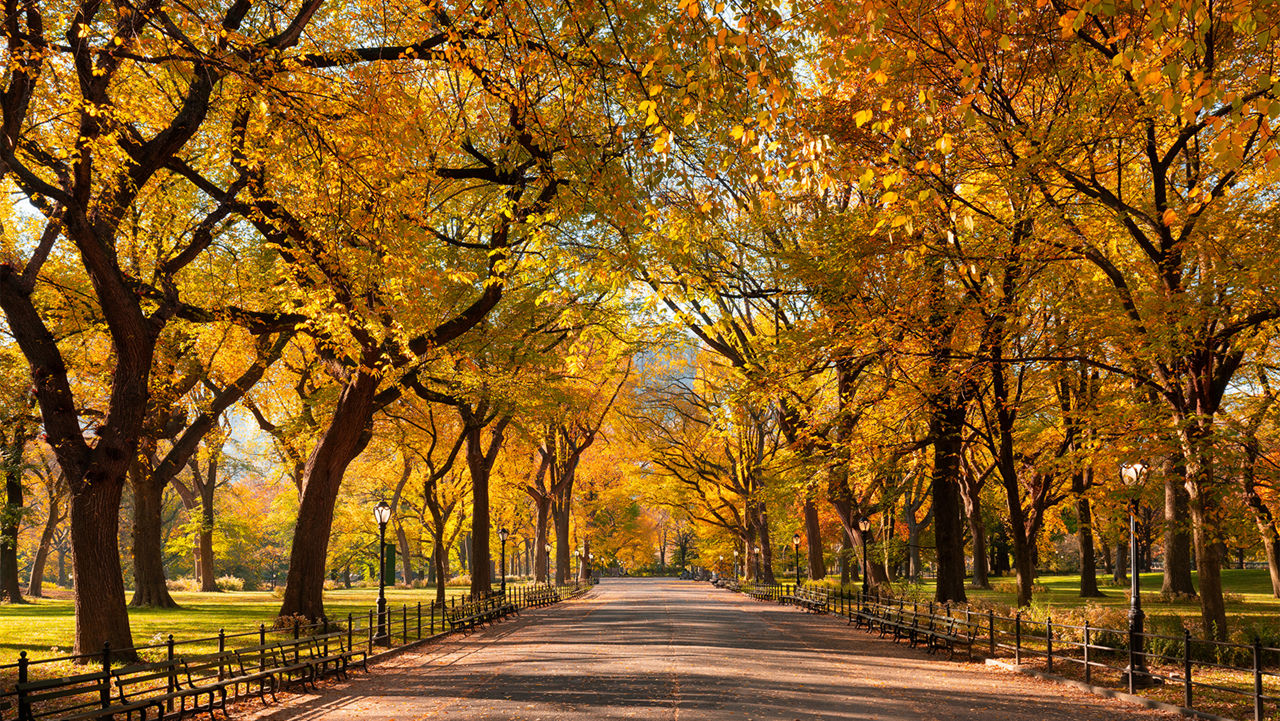 Central Park Poet's Walk promenade in full autumn foliage colors. Manhattan, New York City