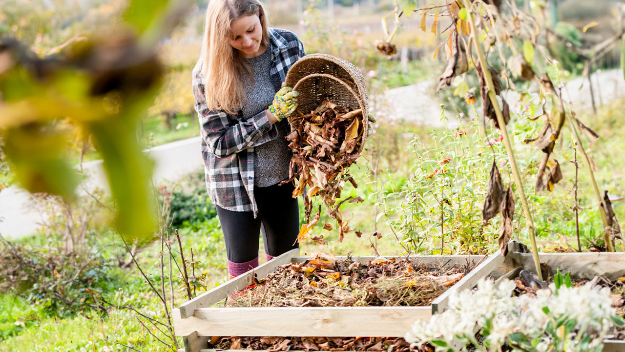 Young Woman Shaking Leaves Out of Basket to Compost.