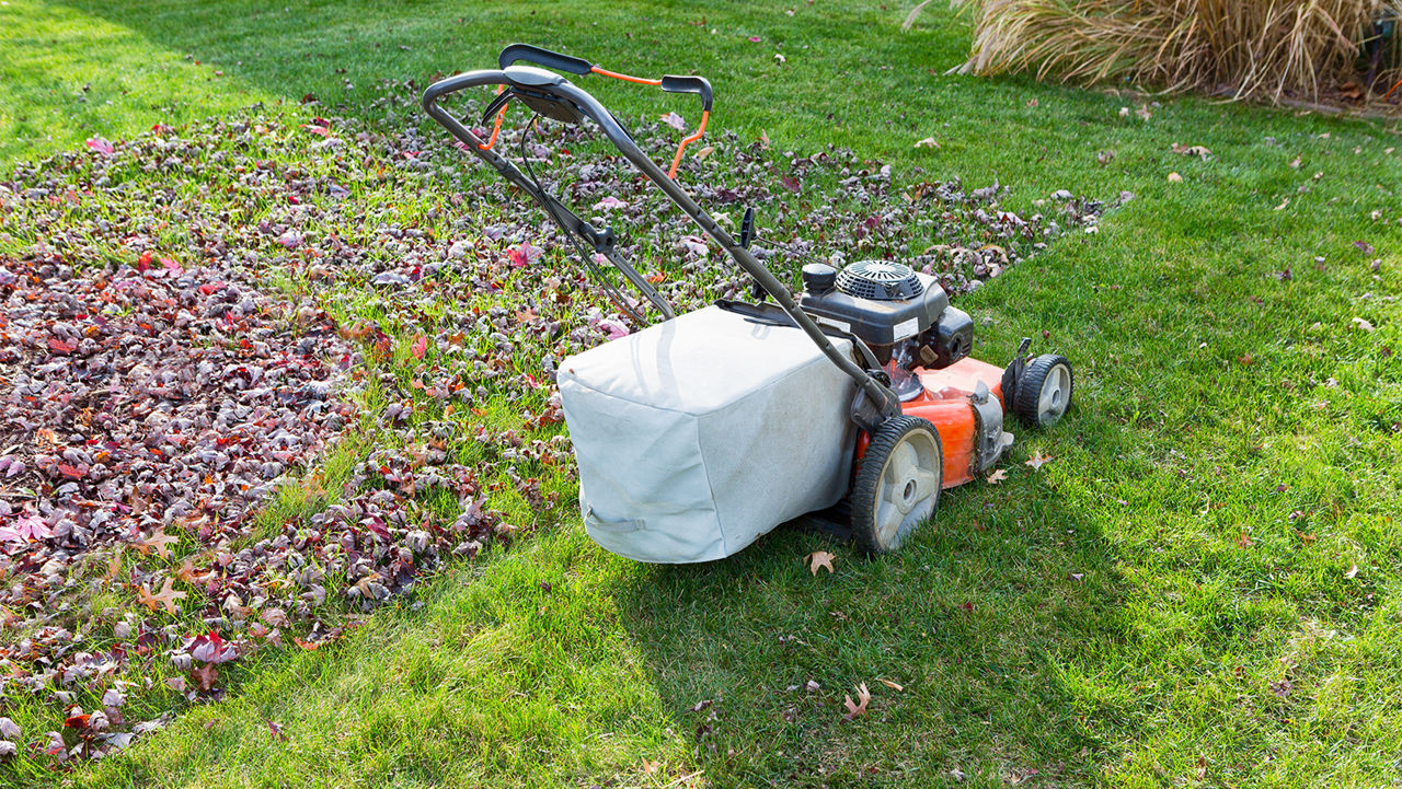 Cutting and bagging grass and leaves in the fall with a lawn mower in a neighbourhood backyard in evening light