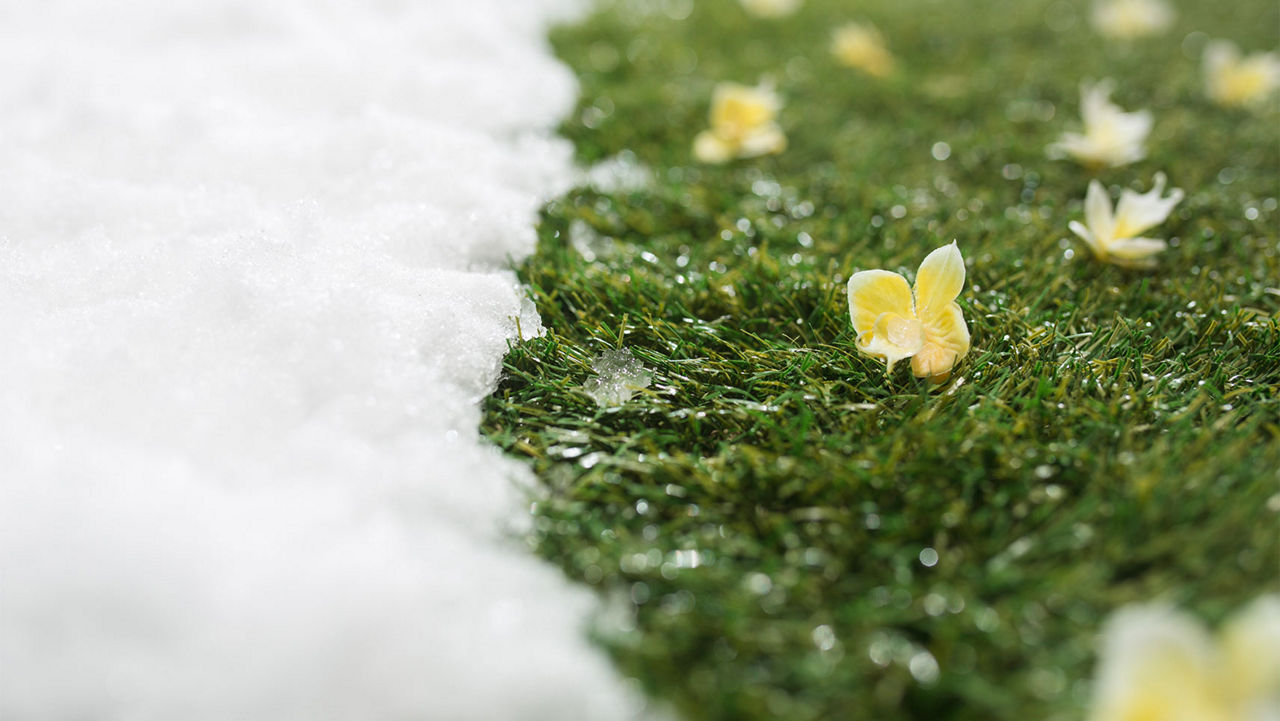 Melting white snow and green grass with flowers close up - between winter and spring concept background. Conceptual image about spring. Selective focus. Background with copy space