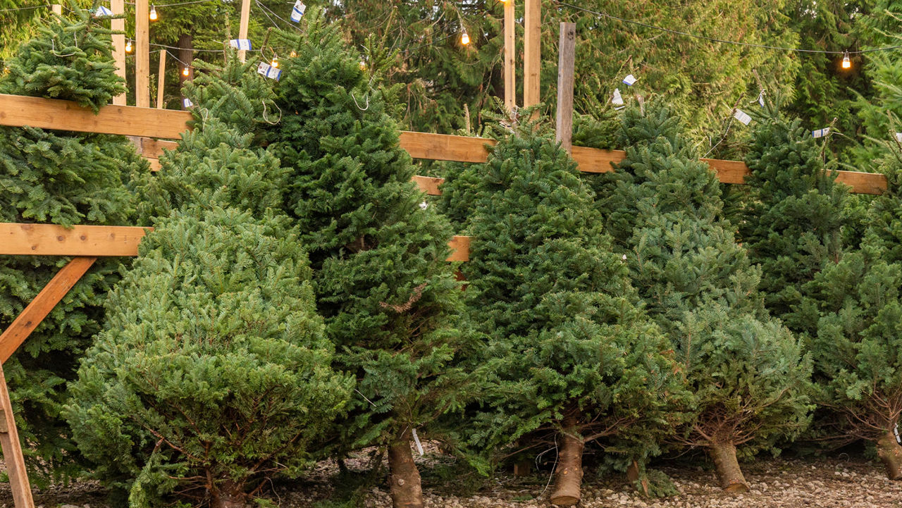 A row of balsam fir trees