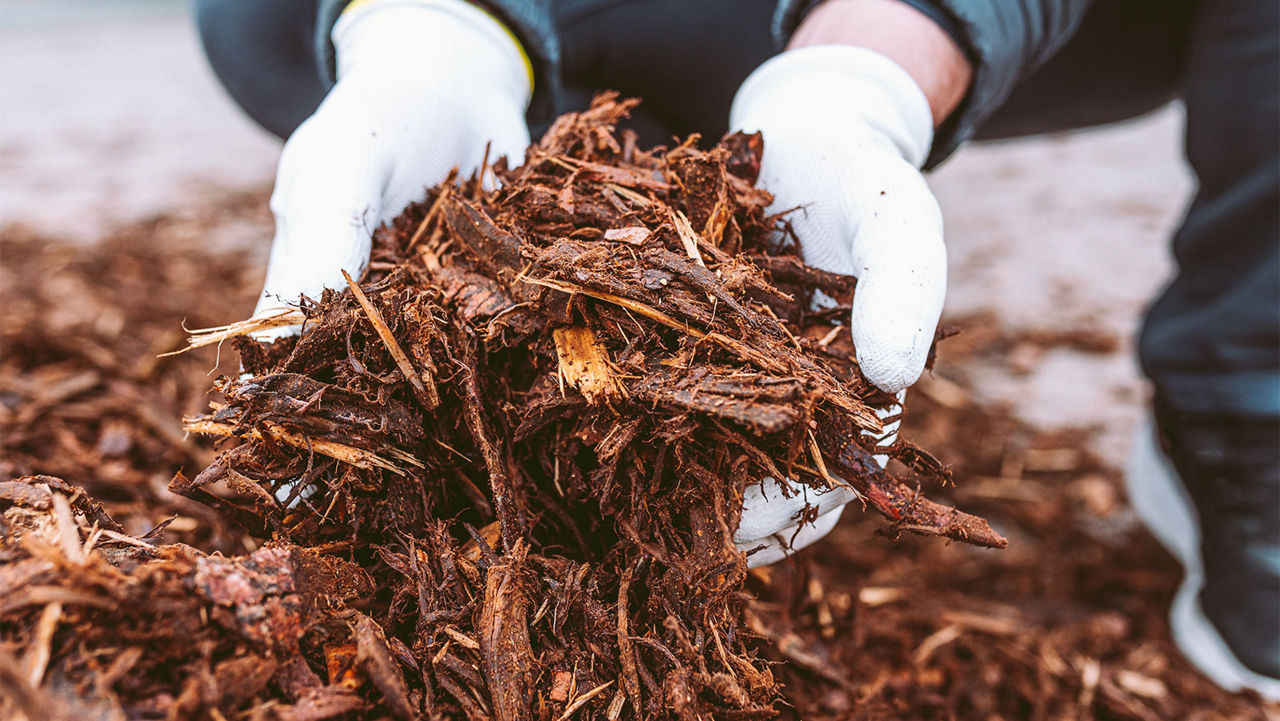Choosing mulch