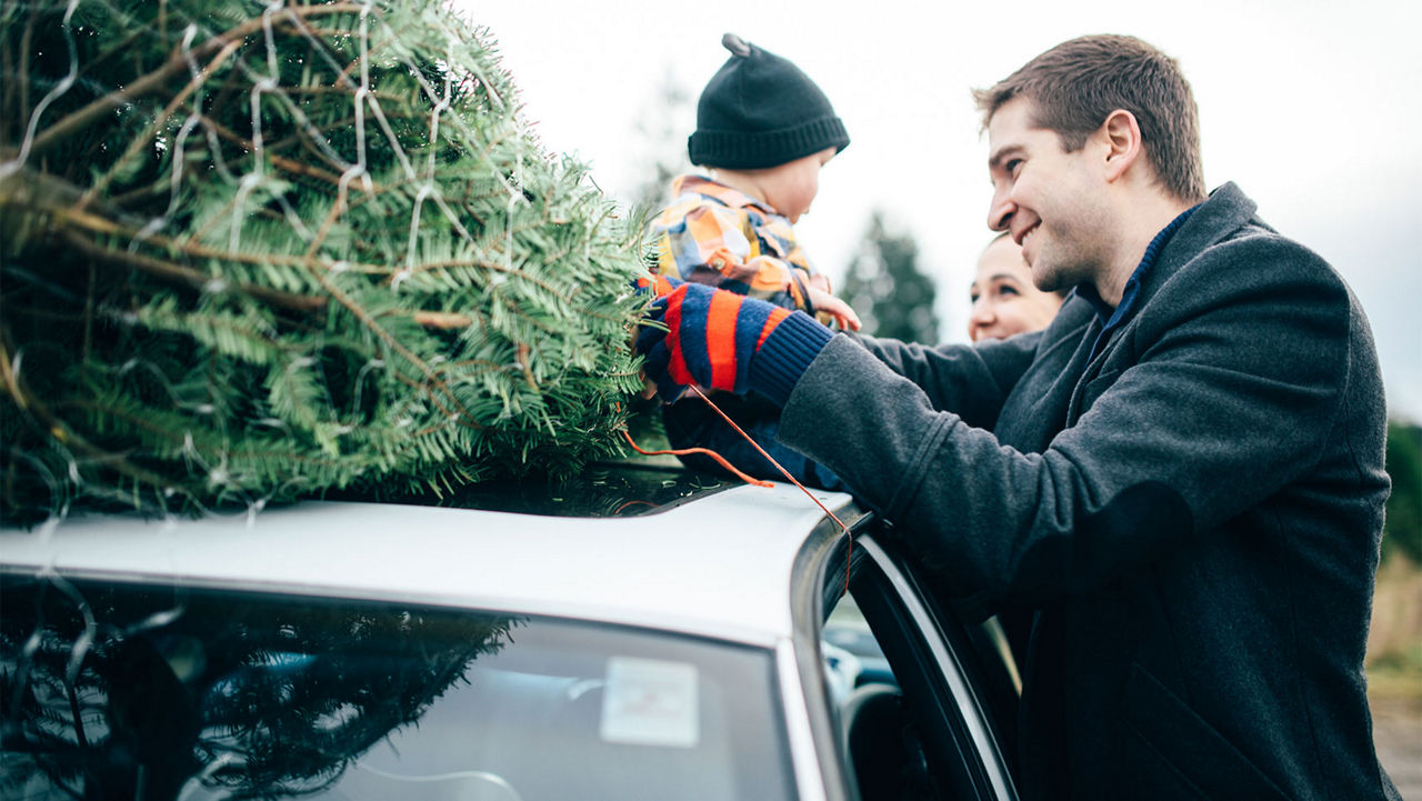 A family tying their christmas tree to the roof of their car