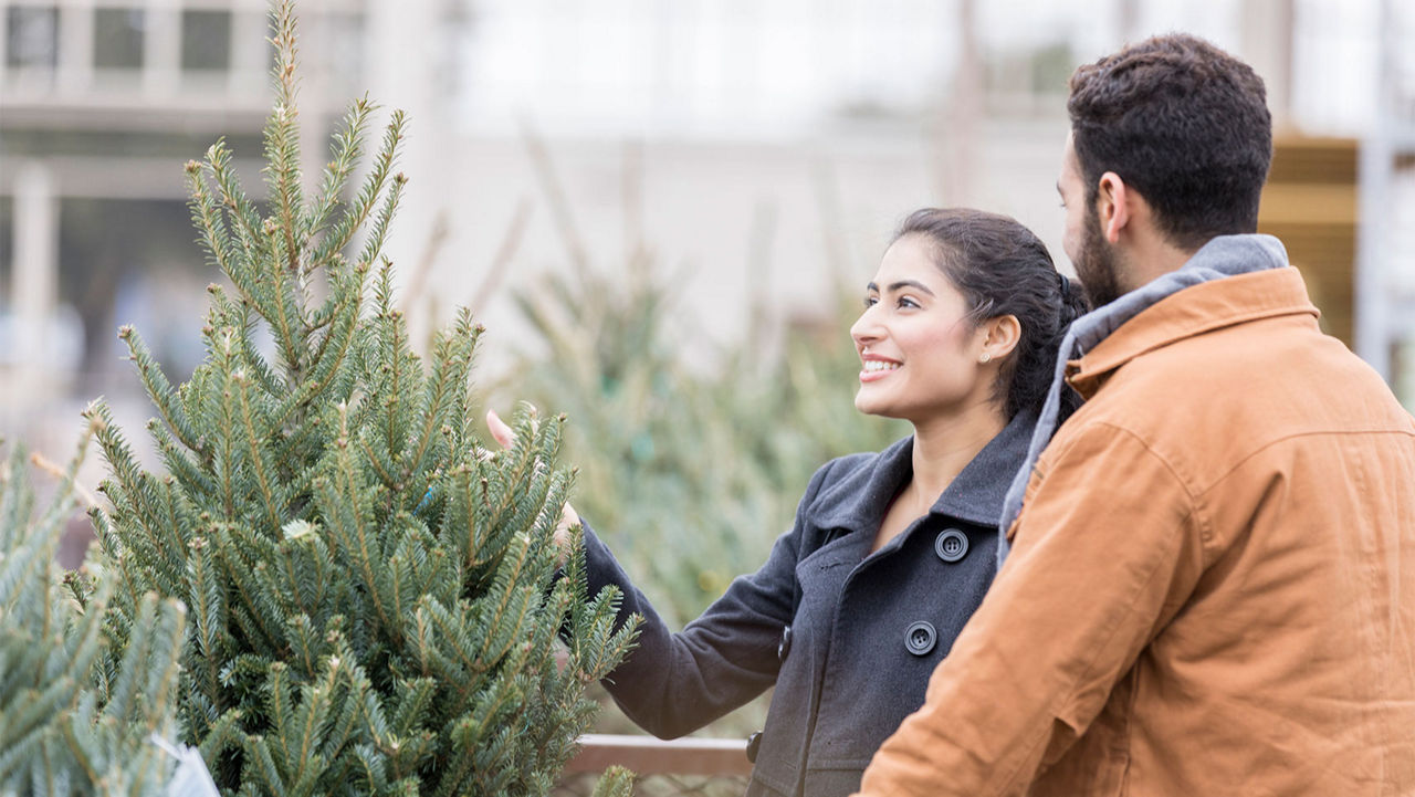 A couple picking out the perfect christmas tree