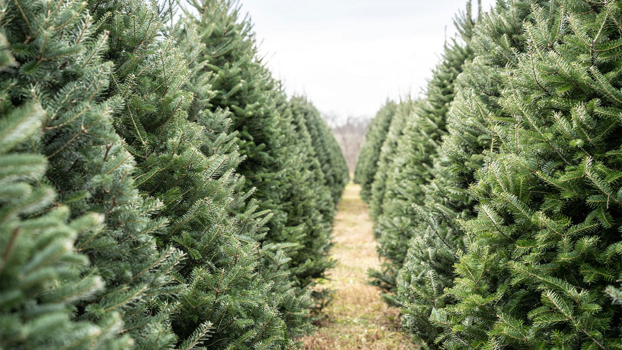 A row of fraser fir trees