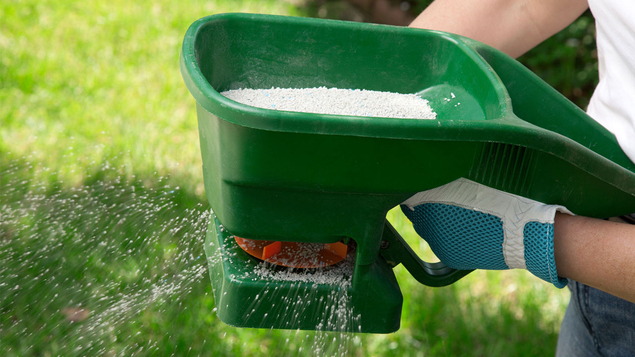 Fertilizing lawn with handheld spreader