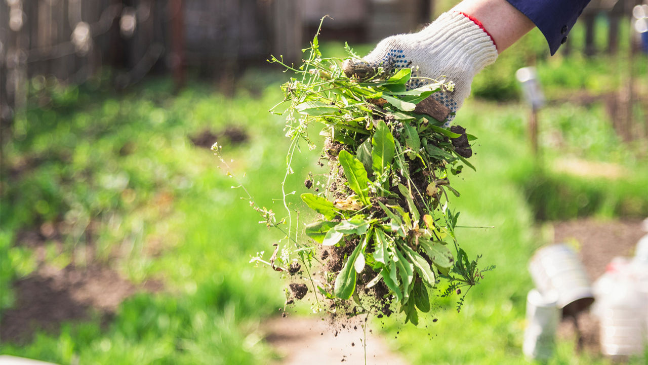 Pulling weeds