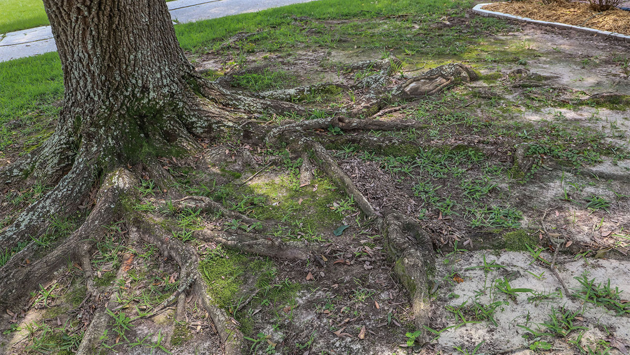 Close up image of a tree growing with the roots above ground in a front yard with bare spots in the lawn.
