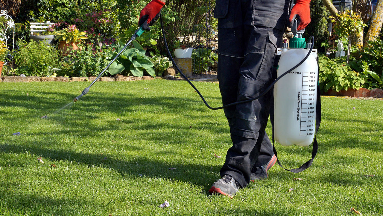 Spraying liquid lawn fertilizer with portable sprayer