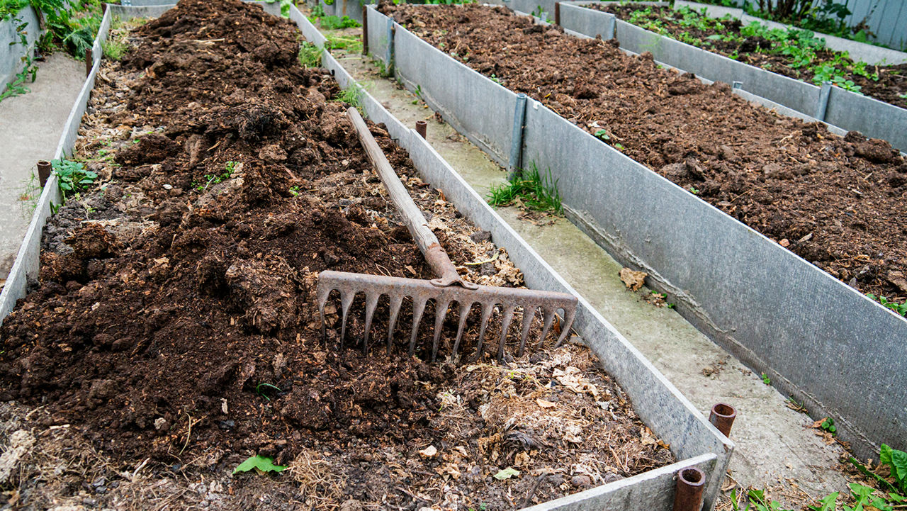 The vegetable bed is fertilized with manure in the autumn garden. Technology for growing vegetables on high beds.