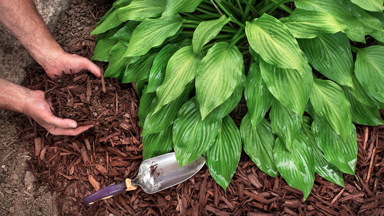 Laying mulch in a lanscaping area