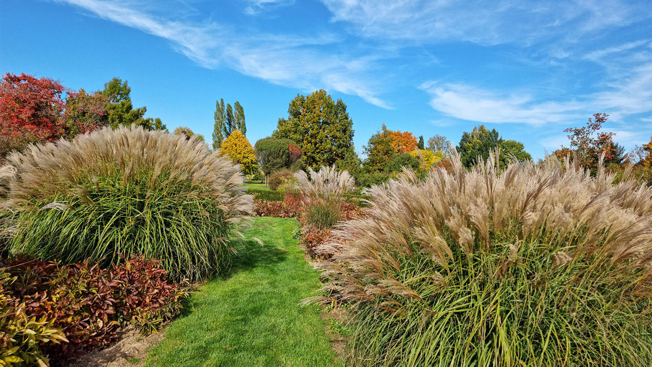 Beautiful garden with ornamental grasses.
