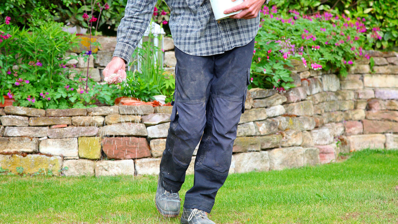 One man farmer adding grass seed to the lawn soil. male hand of worker, grass seed For Lawns in springtime for the perfect lawn. Grass seed in man's hand on garden background.