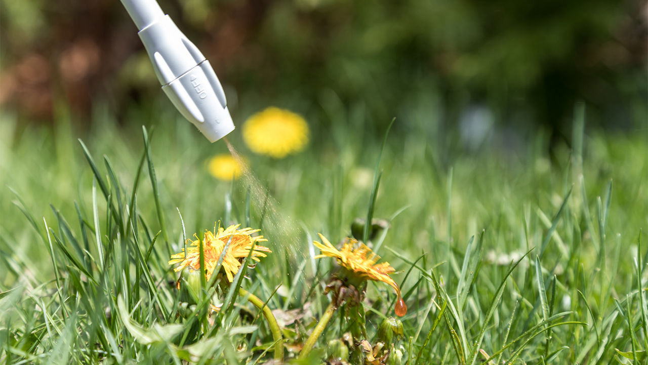 Spraying dandelions with weed killer