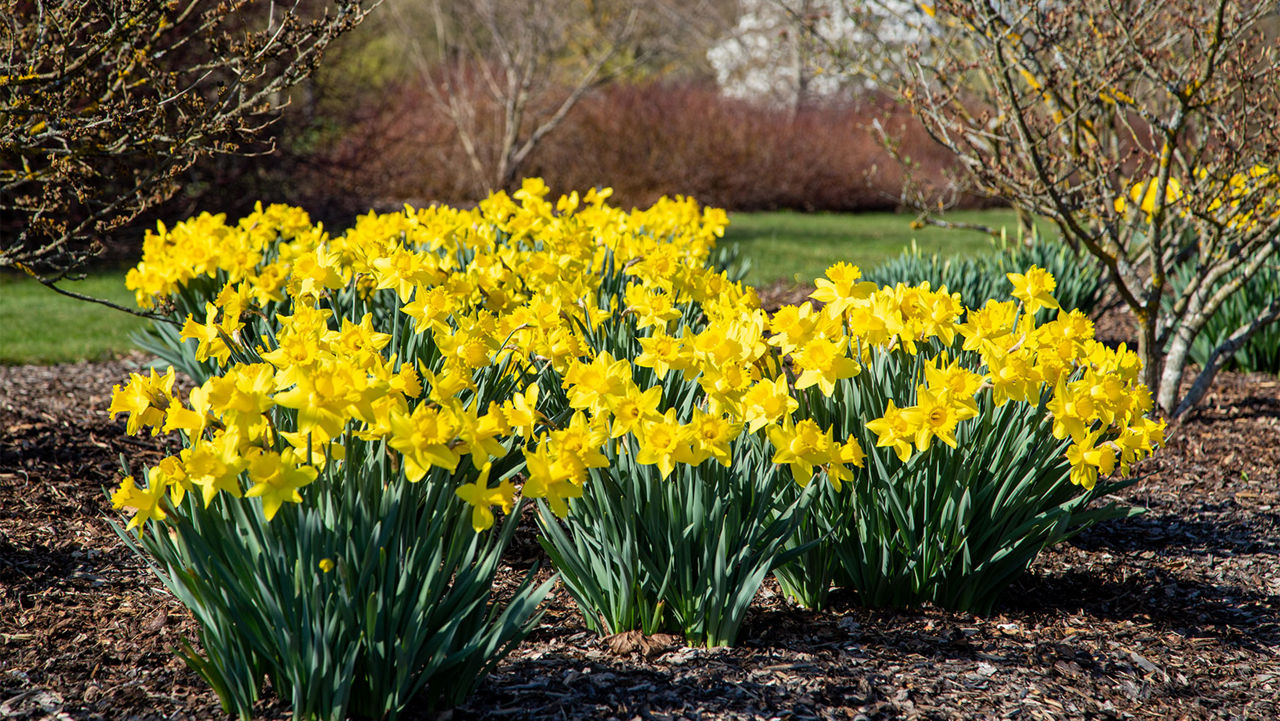 Daffodils planted in mulch bed