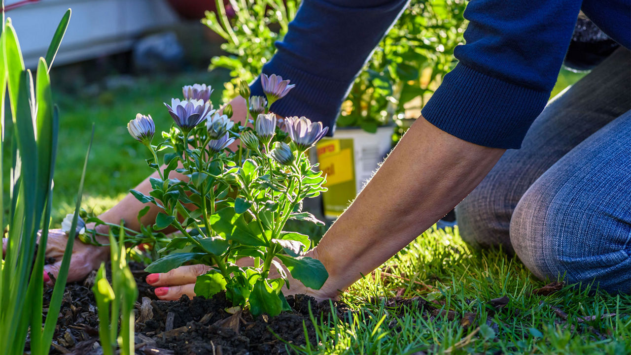 Mulching a flower bed